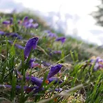 Boroniowka Nad Jeziorem Czorsztynskim